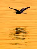 Heron In Flight At Sunrise_DSCF04151